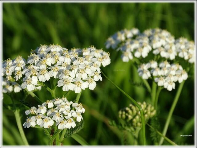 Die Schaf-Garbe (Achillea millefoium) stammt aus der Familie der Korbblütler (Foto: Katja Woidtke)