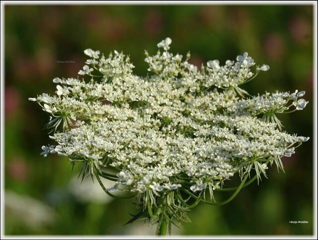 Die Wilde Möhre (Daucus carota) ist eine wichtige Futterpflanze für verschiedene Insekten (Foto: Katja Woidtke)