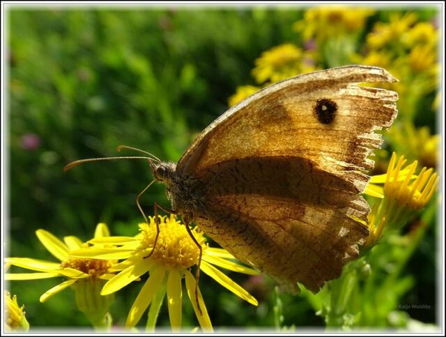 Großes Ochsenauge im Gegenlicht (Foto: Katja Woidtke)