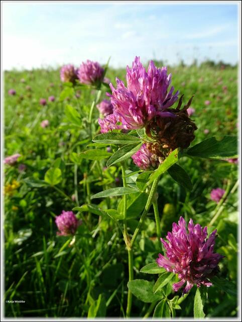 Kleeblüten mal aus anderer Perspektive (Foto: Katja Woidtke)