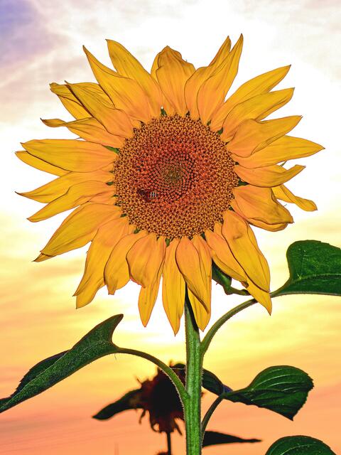 Gestern (07.08.2017): "Kleine Sonnenfinsternis" - die Sonnenblume verdeckt die grelle Sonne! (Alter Fotograf zielt auf eine alte Sonnenblume ; - )