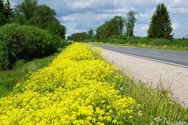 Russland, kurz nach der Grenze. Eine wunderbare Straße nach der lettischen "Holperstrecke." Aber auch in Russland erlebte ich "Holperstrecken. Mehr, al meinem Auto gut tat!