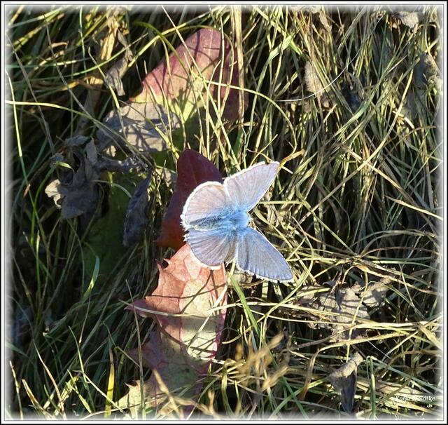 Bläuling im Wietzepark Langenhagen (Foto: Katja Woidtke)