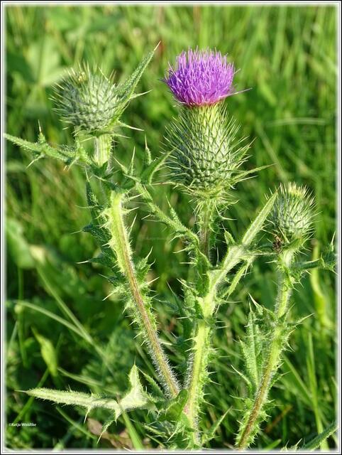 Gewöhnliche Kratzdistel (Cirsium vulgare) im Wietzepark Langenhagen (Foto: Katja Woidtke)