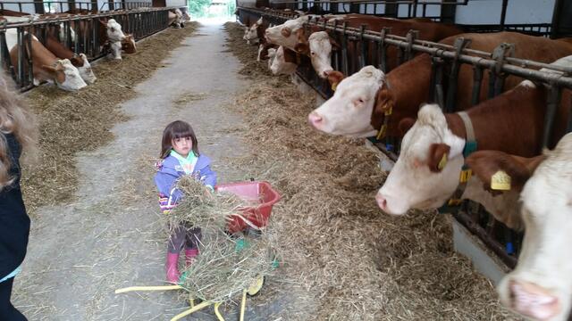 Abschlussausflug auf den Bauernhof