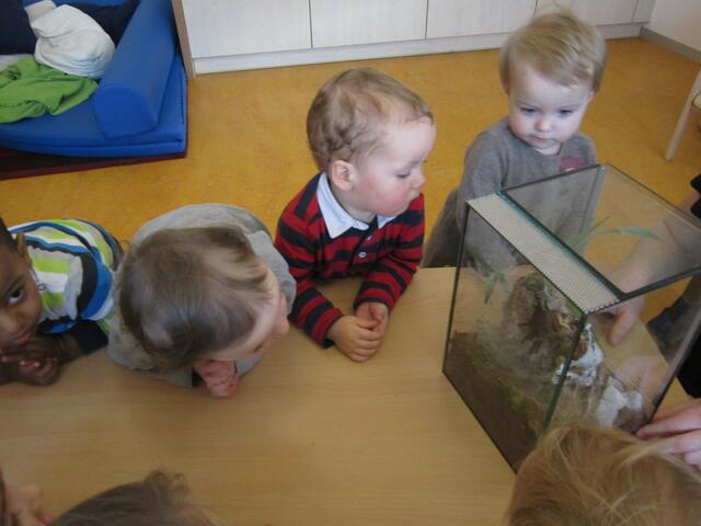 Spinnenbesuch in der Krippe zum Thema Dschungel.