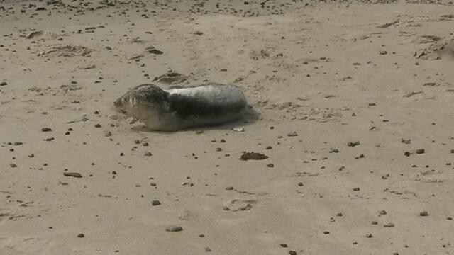 Eine junge Robbe (kein Heuler mehr) ruht sich nach anstrengenden Fischfang am Houstrup-Strand aus