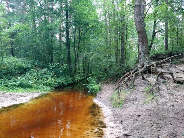Die Wulbeck fließt durch einen herrlichen Waldbestand.