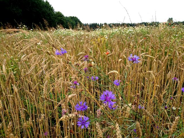 Schönes Feld an der Stelinger Straße