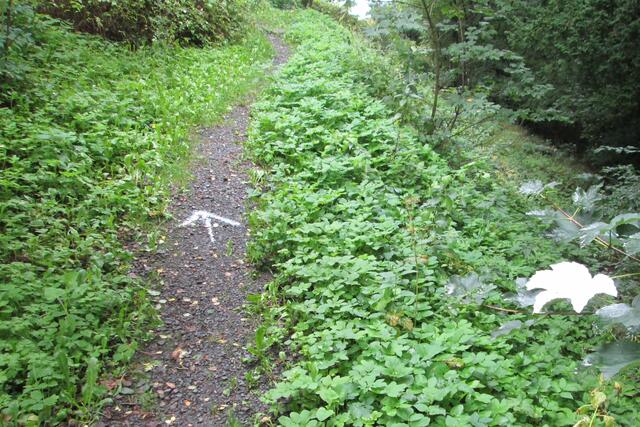 Auf den Weg zum Hügelchen sprühte er oder sie einen Richtungspfeil. Ein Ahornblatt am Wege wurde gleichfalls besprüht.
