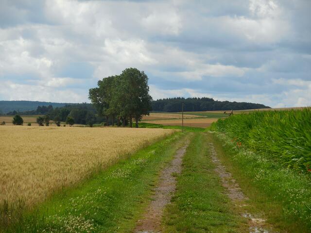 Diesen Weg wollte ich eigentlich ein Stück entlanggehen, aber als ich den großen Vogel auf dem Ansitz (rechts am Maisfeldrand) gesehen habe, wollte ich ihn nicht verscheuchen und habe nur das Foto gemacht.
