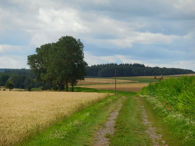 Bei diesem Bild habe ich versucht, den großen Vogel auf dem Ansitz (rechts am Maisfeldrand) so nah wie möglich ranzuzoomen, damit man erkennen kann, was das für ein Vogel ist. Aber leider hat der Zoom meiner Nikon nicht mehr hergegeben. Und als ich dann doch langsam noch ein paar Schritte in Richtung Vogel gegangen bin, ist er weggeflogen (was ich an seiner Stelle auch getan hätte, denn es hätte ja auch etwas anderes als eine Kamera sein können, was ich in der Hand gehalten habe).