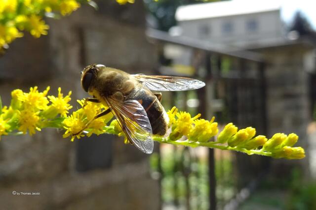 Keilfleckschwebfliege