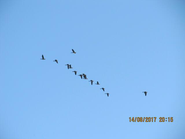 ...und abends Tausende von Wildgänsen, die ihren Vogelflug in den Winter ankündigten...