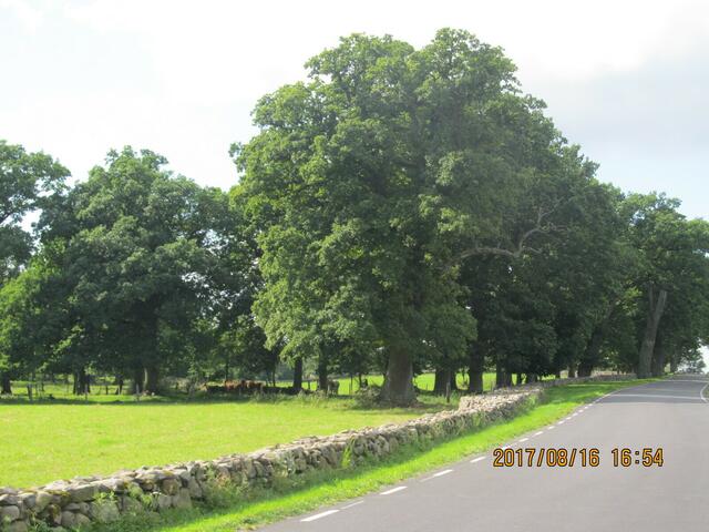 ..Steinmauern wir in Irland...