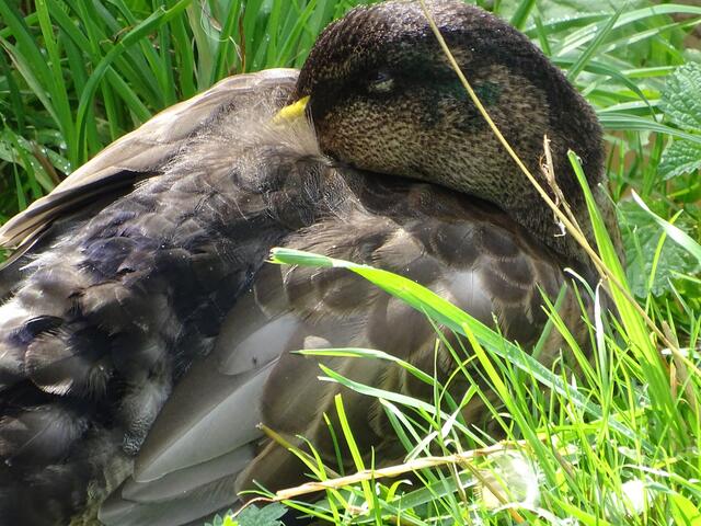 Recht hat er, aber ich liege lieber.