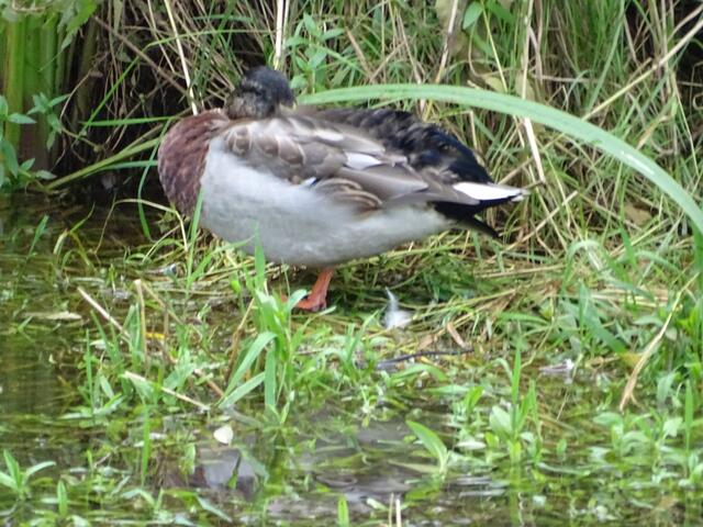 Man kann auch im Stehen schlafen.