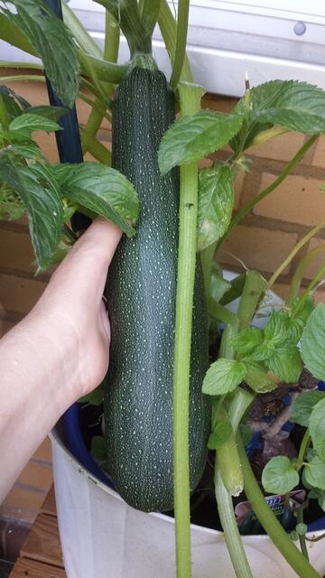 Balkonzucchini - und Minze