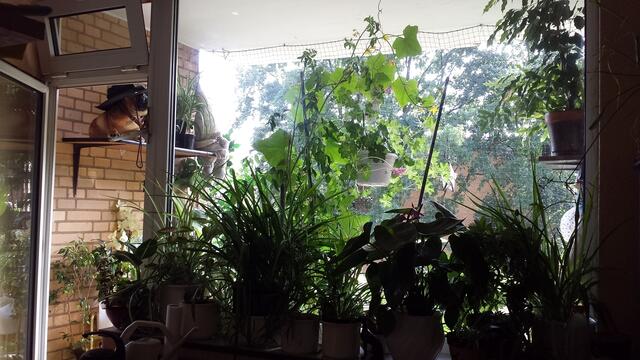 Innen und aussen-Grünzeuch