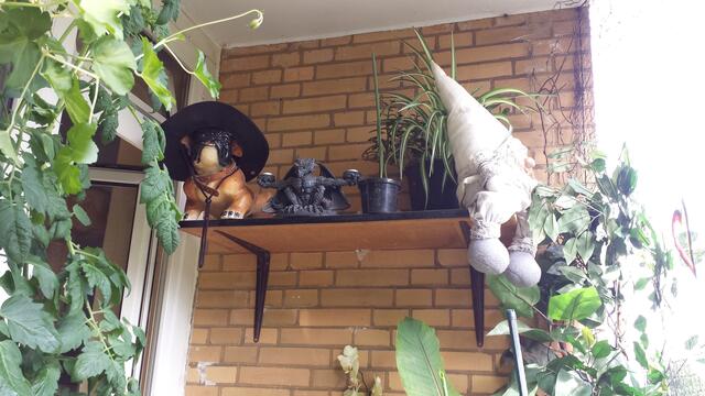 Oben eine der Datteln- links die Tomate ist bis unter die Decke gewachsen