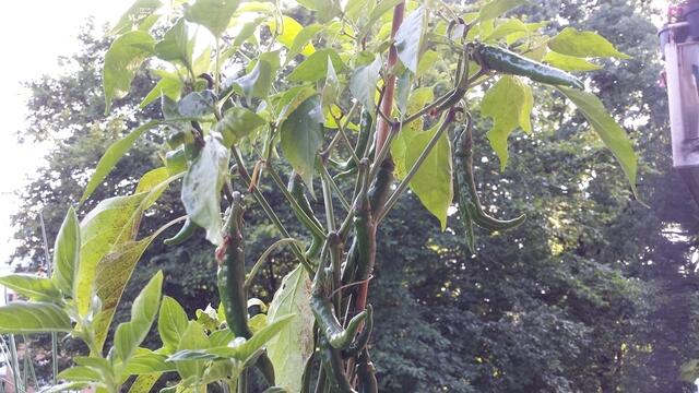 Sind mittlerweile rot- und sauscharf !