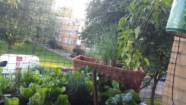 Salat, Kräuter und Peperoni