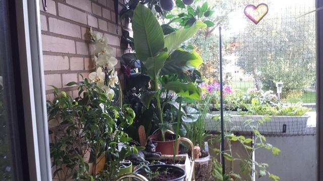 Blick ins Grüne ;-)