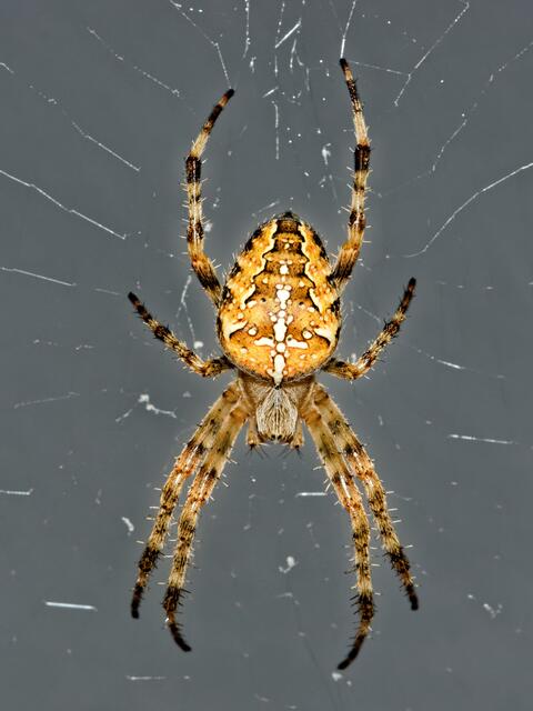 Mit Blitz! Auch dieses Foto bildet die Spinne nicht gesamthaft ausreichend scharf ab! SONY A77 APS-C mit Makro-Objektiv BW=105mm; t=1/200s; Bl. 11; ISO 400! Weiteres Abblenden führt zu mehr Beugungsunschärfe!