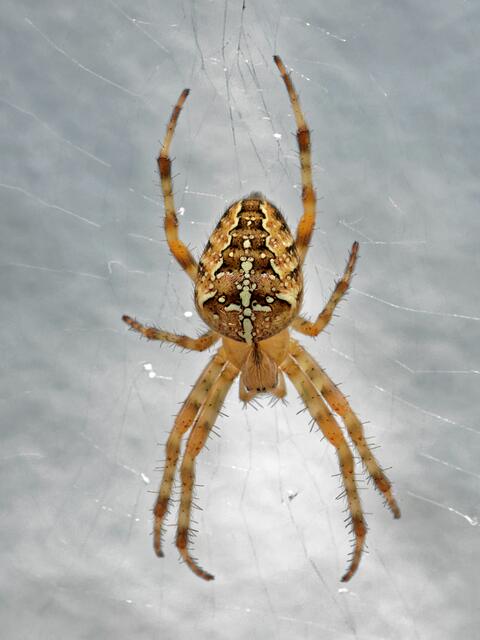 Leider ist hier nur die Oberfläche des Abdomens der Spinne akzeptabel scharf (SONY A77 APS-C mit Makro-Objektiv; BW=105mm; Freihand ohne Blitz; t=1/20s; Bl. 13; ISO 400!