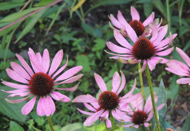 Purpurner Sonnenhut - Echinacea purpurea