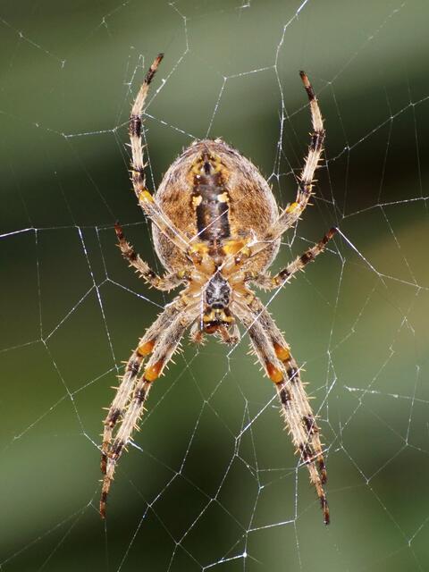 "Archivbild". Mit einer APS-C Kamera mit Makro-Objektiv ist es auch Freihand einfach, die flache Unterseite der Spinne zusammen mit ihrem Netz überall scharf abzubilden!