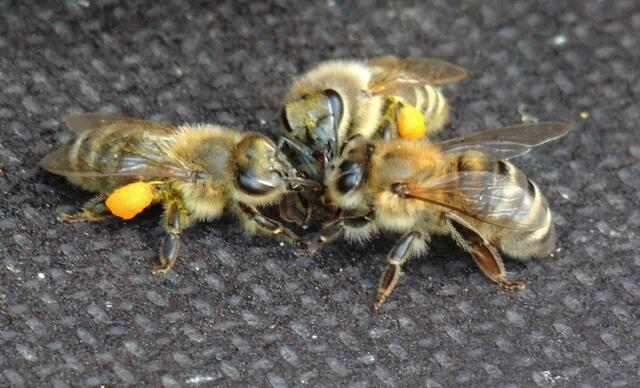 Hier bauen die Bienen ihre Waben