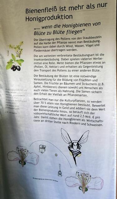 Über den Bienenfleiß