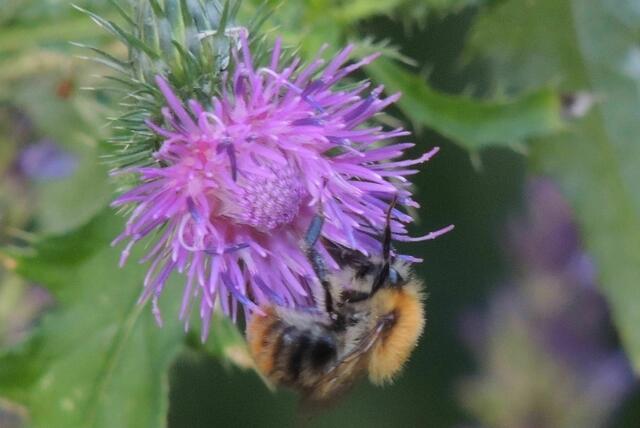 Fleißiges Bienchen