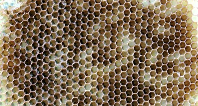 Bienenwaben, vollkommen gleichmäßige Sechsecke
