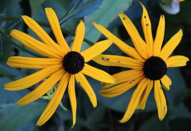 Sonnenhut (Echinacea)