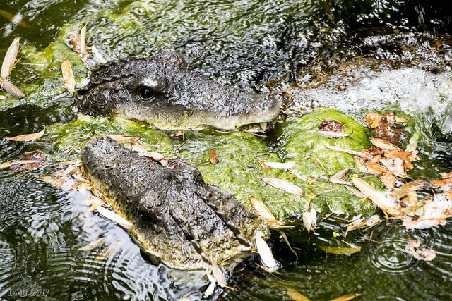 Don't feed the crocodiles!