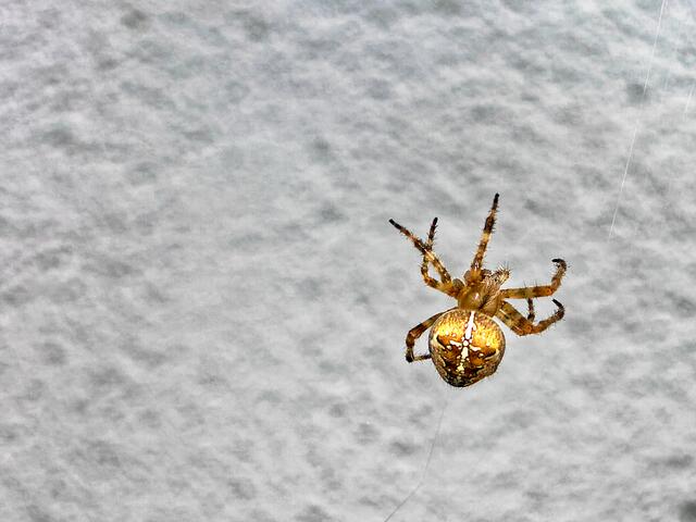 Auch das Fotografieren mit Blitzlicht (ca. 15 cm Abstand zur Frontlinse) stört die Spinne nicht.