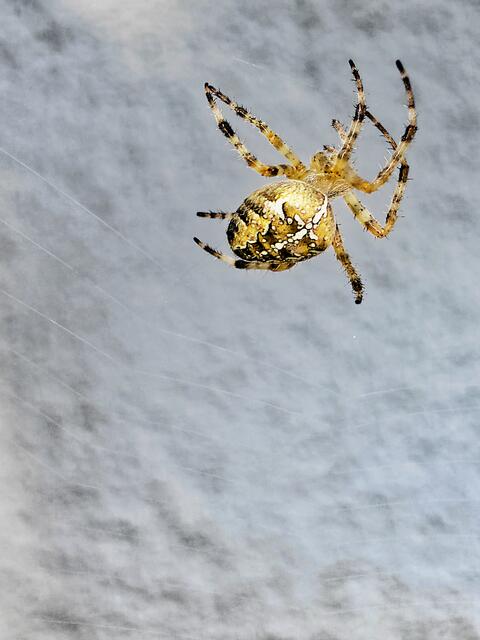 Langsam kommt auch die Sonne zum Vorschein. Das gefällt sicher auch der Spinne ( ; - ).