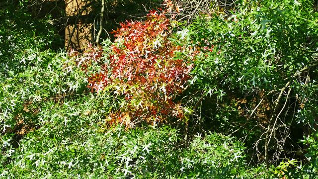 Die Sumpfeiche. (Quercus palustris).
Laubblätter im Herbst.