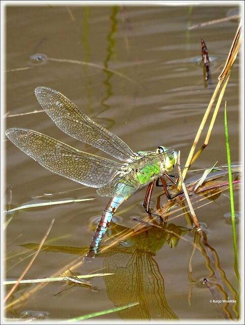 Große Königslibelle (Anax imperator) bei der Eiablage (Foto: Katja Woidtke)