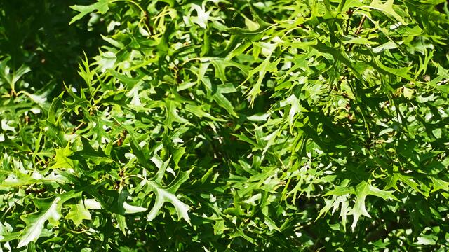 Die Sumpfeiche. (Quercus palustris).
Laubblätter im Sommer.