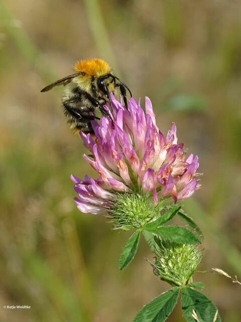 Ackerhummel (Bombus pascuorum) auf Nektarsuche (Foto: Katja Woidtke)