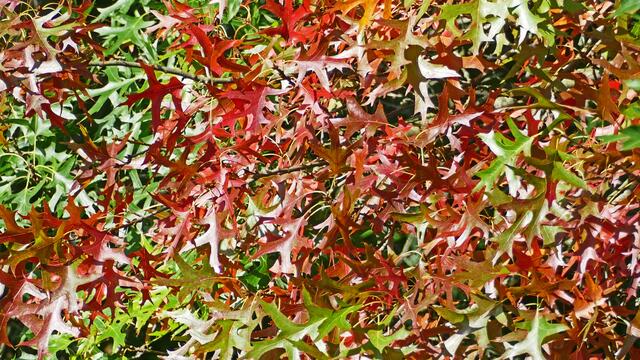 Die Sumpfeiche. (Quercus palustris).
Laubblätter im Herbst.
