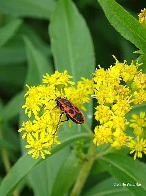 Gemeine Feuerwanze (Pyrrhocoris apterus) (Foto: Katja Woidtke)