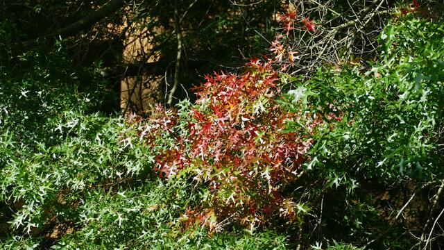 Die Sumpfeiche. (Quercus palustris).
Laubblätter im Herbst.