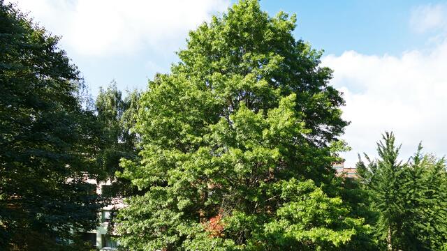 Die Sumpfeiche. (Quercus palustris).
