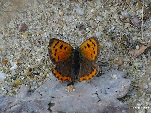 Kleiner Feuerfalter (Lycaena phlaeas) (Foto: Katja Woidtke)