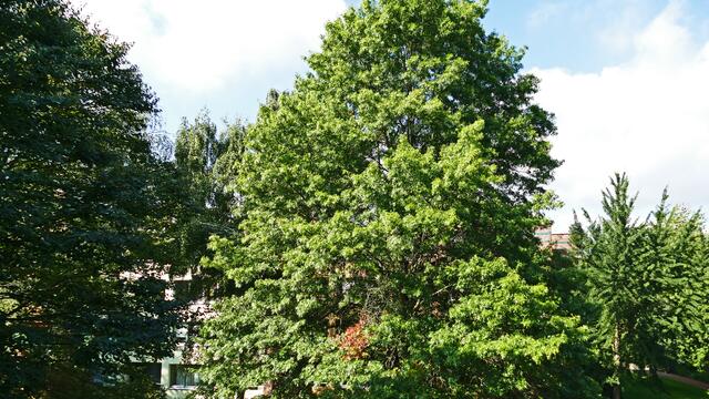 Die Sumpfeiche. (Quercus palustris).