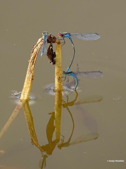 Typisch für das Kleine Granatauge (Erythromma viridulum) sind die roten Facettenaugen der Männchen (Foto: Katja Woidtke)